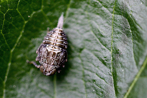 20100505 3026Mw [D~LIP] Echte Käferzikade (Issus coleoptratus), Nymphe, Bad Salzuflen