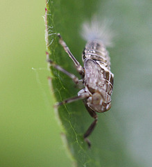 20100505 3034Mbw Echte Käferzikade Larve