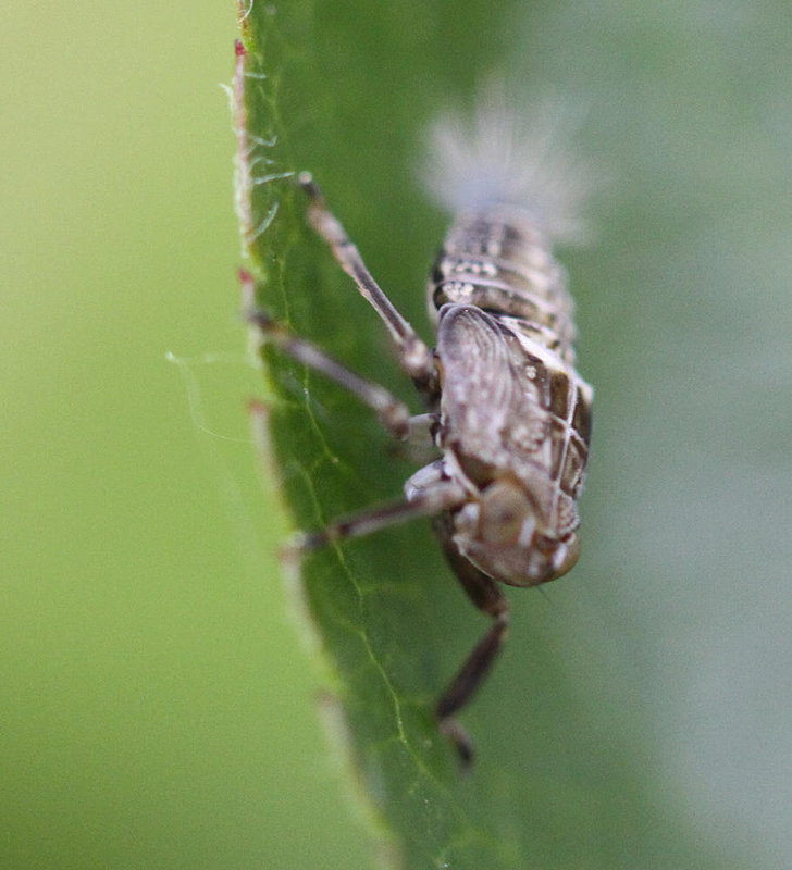 20100505 3034Mw [D~LIP] Echte Käferzikade (Issus coleoptratus), Nymphe, Bad Salzuflen