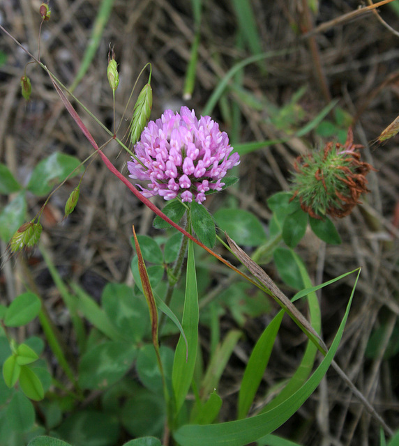 Clover (7248)