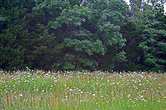 Missouri Roadside (7256)