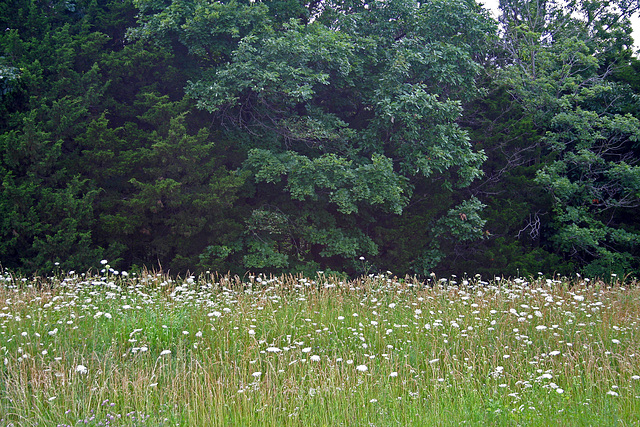 Missouri Roadside (7256)