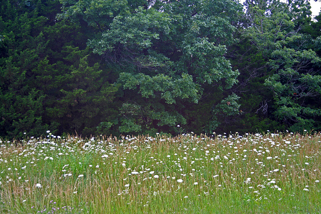 Missouri Roadside (7257)