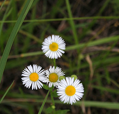 On A Missouri Roadside (7223)