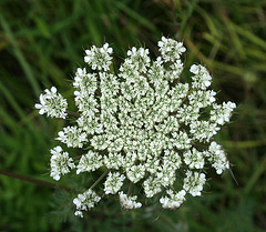 Queen Anne's Lace (7222)