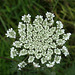 Queen Anne's Lace (7222)