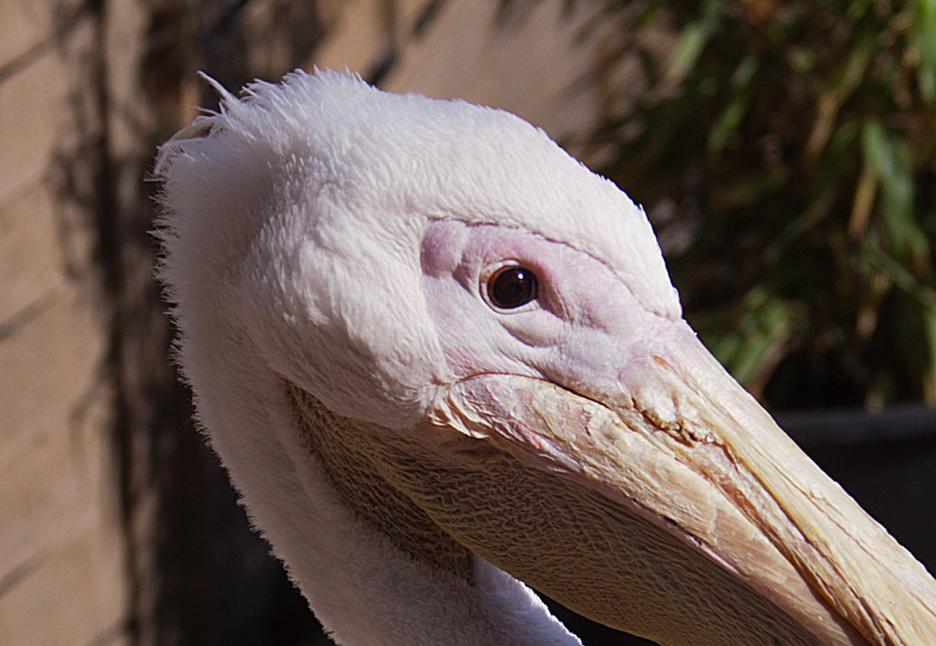 20131003 2989RAw [D-HM] Rosapelikan, Bad Pyrmont