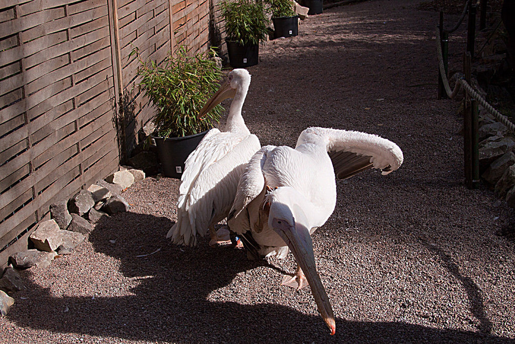 20131003 2992RAw [D-HM] Rosapelikan, Bad Pyrmont