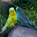 20131003 3007RAw [D-HM] Wellensittich (Melopsittacus undulatus), Bad Pyrmont