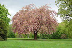 Mandelblütenbaum - Migdalflora arbo