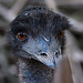 20131003 3019RAw [D-HM] Emu, Bad Pyrmont