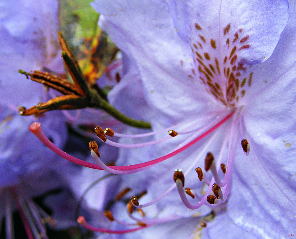 Flower parts