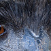 20131003 3020RAw [D-HM] Emu, Bad Pyrmont