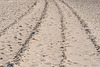 Tracks