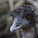 20131003 3022RAw [D-HM] Emu, Bad Pyrmont