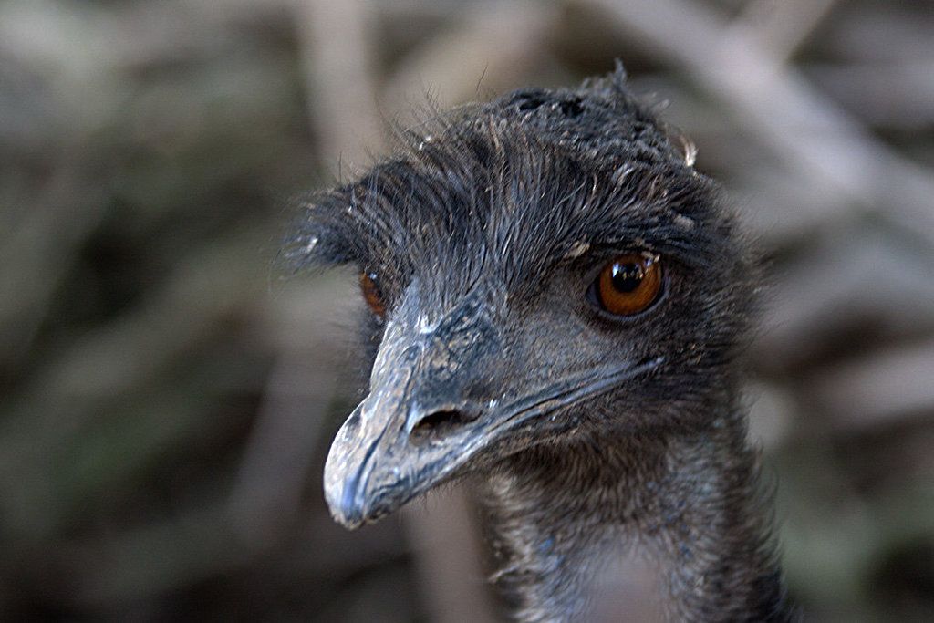 20131003 3022RAw [D-HM] Emu, Bad Pyrmont