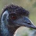 20131003 3027RAw [D-HM] Emu, Bad Pyrmont