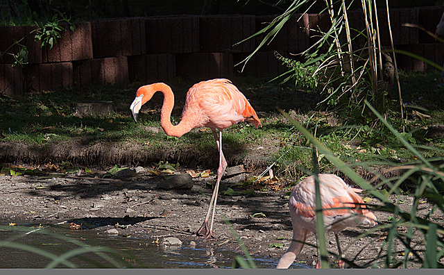 20131003 3035RAw [D~HM] Rosaflamingo (Phoenicopterus roseus), Bad Pyrmont