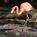 20131003 3036RAw [D~HM] Rosaflamingo (Phoenicopterus roseus), Bad Pyrmont