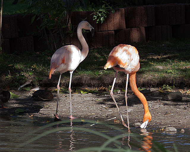 20131003 3037RAw [D~HM] Rosaflamingo (Phoenicopterus roseus), Bad Pyrmont