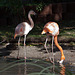 20131003 3037RAw [D~HM] Rosaflamingo (Phoenicopterus roseus), Bad Pyrmont