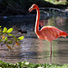 20131003 3047RAw [D~HM] Rosaflamingo (Phoenicopterus roseus), Bad Pyrmont