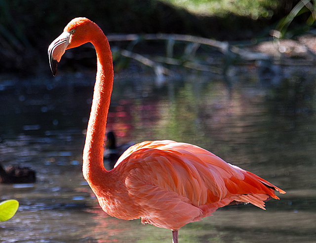 20131003 3048RAw [D~HM] Rosaflamingo (Phoenicopterus roseus), Bad Pyrmont