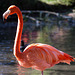 20131003 3048RAw [D~HM] Rosaflamingo (Phoenicopterus roseus), Bad Pyrmont