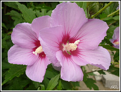 Altéa..arbres à papillons ...Mauves !!!