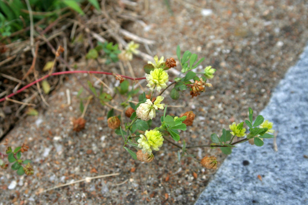 William H. Shepardson - wildflowers (7255)