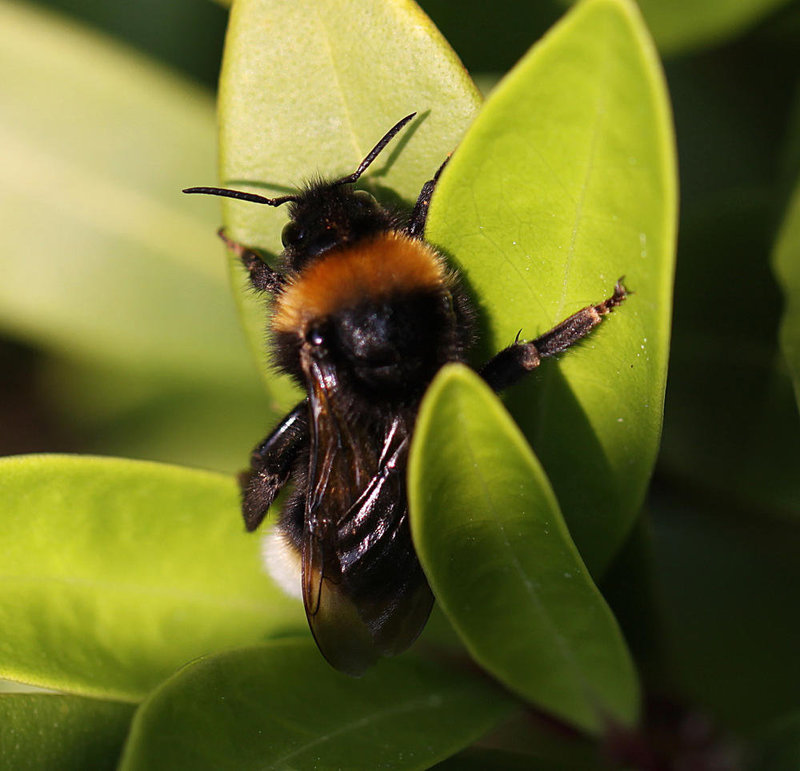 20100528 4589Mw [D~LIP] Keusche Kuckuckshumml (Bombus vestalis), Bad Salzuflen