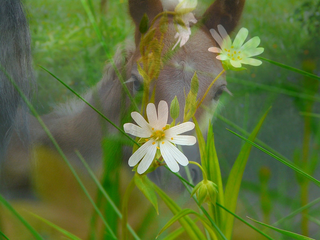 Gratitude naturelle sans penser