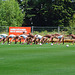 St. Pauli 1. Training 10-11  078