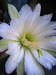 Cereus Bloom (5689)