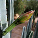 Cereus Bloom (6718)