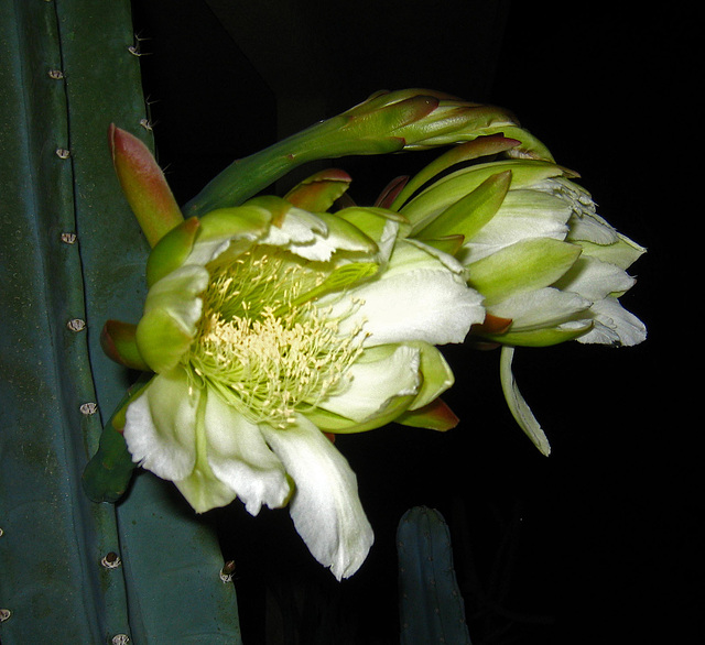 Cereus Blooms (5655)