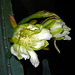Cereus Blooms (5655)