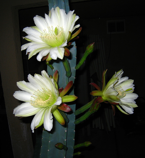 Cereus Blooms (5684)