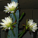 Cereus Blooms (5685)