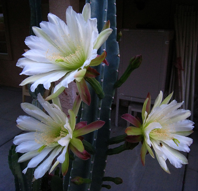Cereus Blooms (5686)
