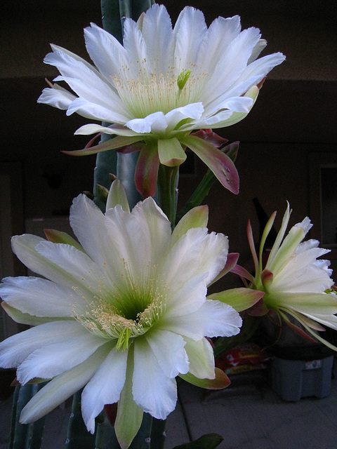 Cereus Blooms (5687)