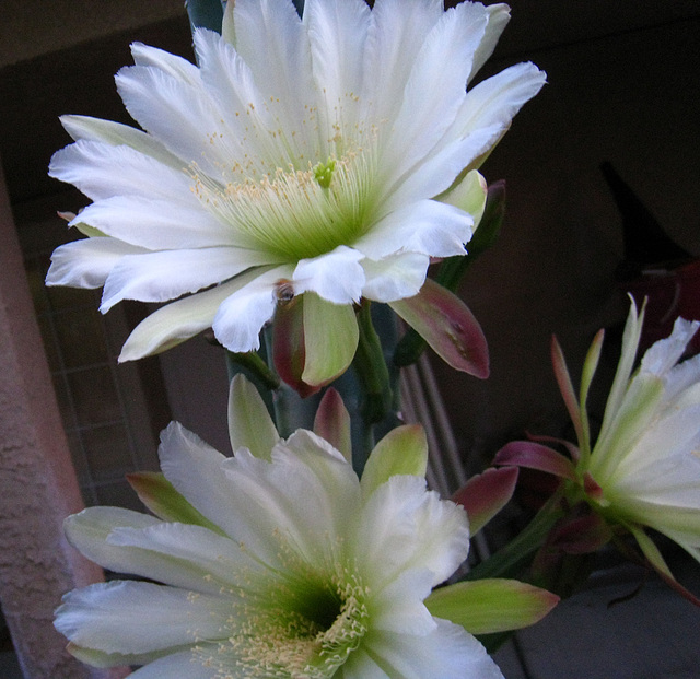 Cereus Blooms (5688)