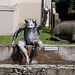20100624 6071Aw Skulptur, Landesmuseum DT