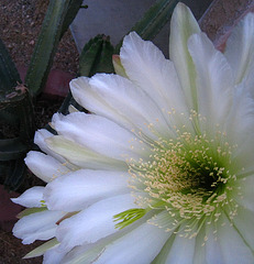 Cereus Blooms (5690)