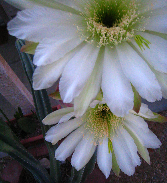 Cereus Blooms (5691)