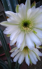 Cereus Blooms (5692)