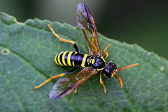 20100627 6178Mw [D~LIP] Braunwurz-Blattwespe (Tenthredo scrophulariae), Bad Salzuflen
