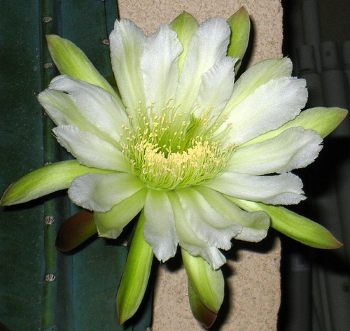 Cereus Bloom (5652)