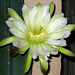 Cereus Bloom (5652)