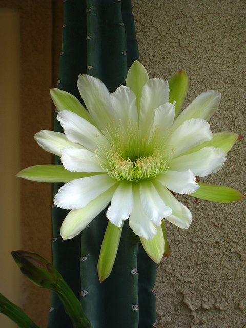 Cereus Bloom (5653)